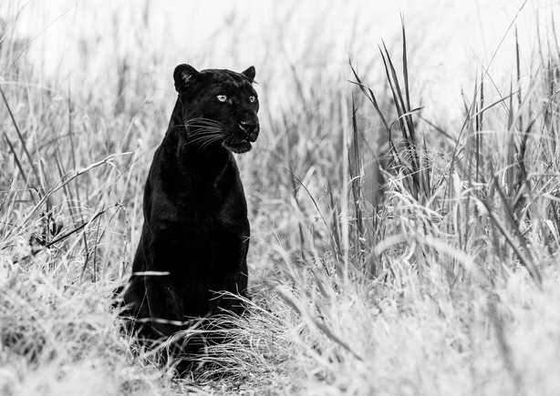 David Yarrow