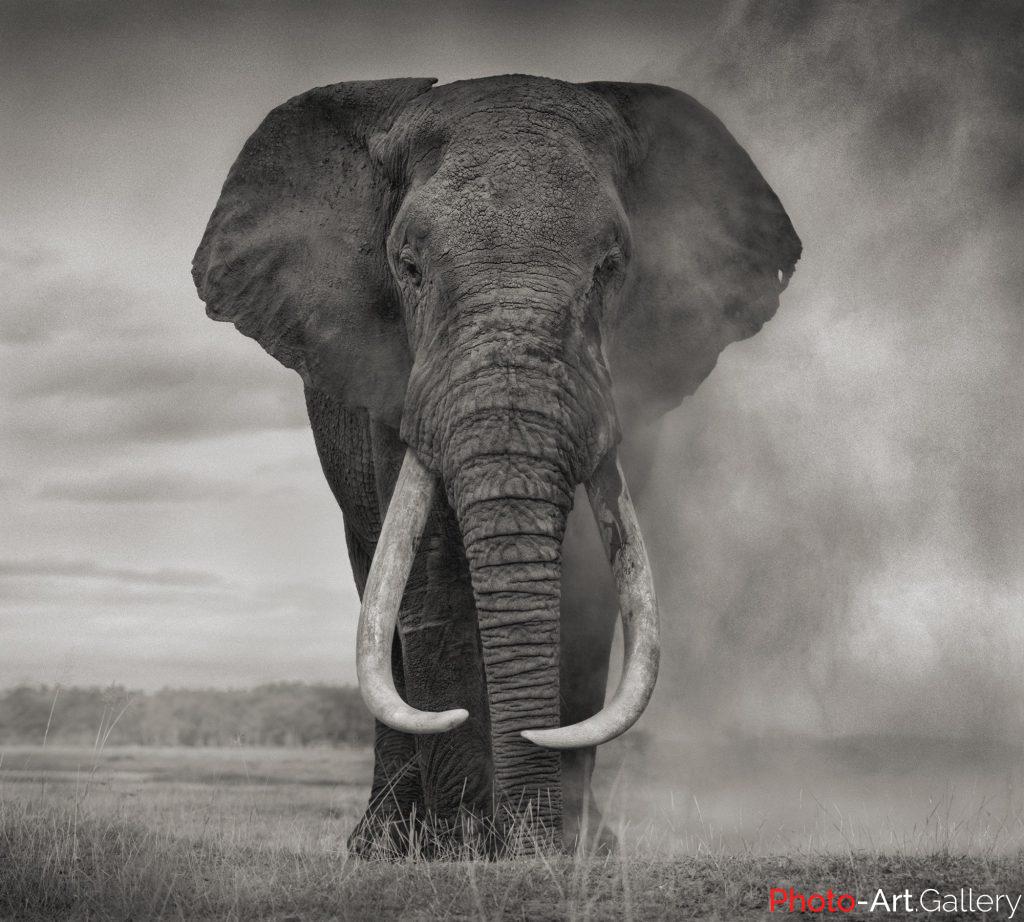Nick Brandt