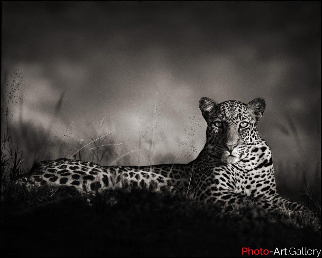 Nick Brandt